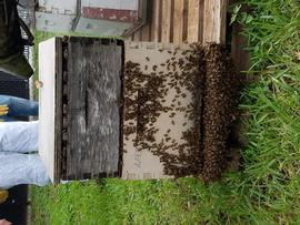  Bees bearding due to heat stress; photo by University of Florida
